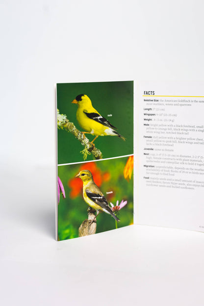 Attracting & Feeding Finches