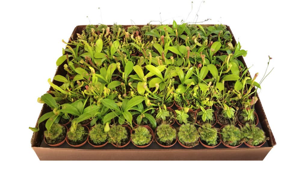 2" Potted Carnivorous Plants Mix  (4 Varieties Included)