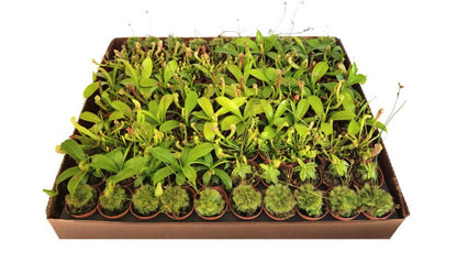 2" Potted Carnivorous Plants Mix  (4 Varieties Included)