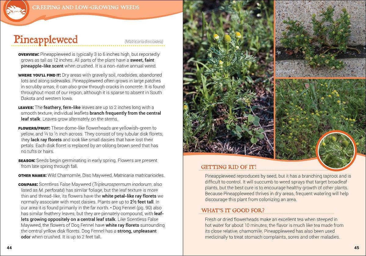 Common Backyard Weeds of the Upper Midwest