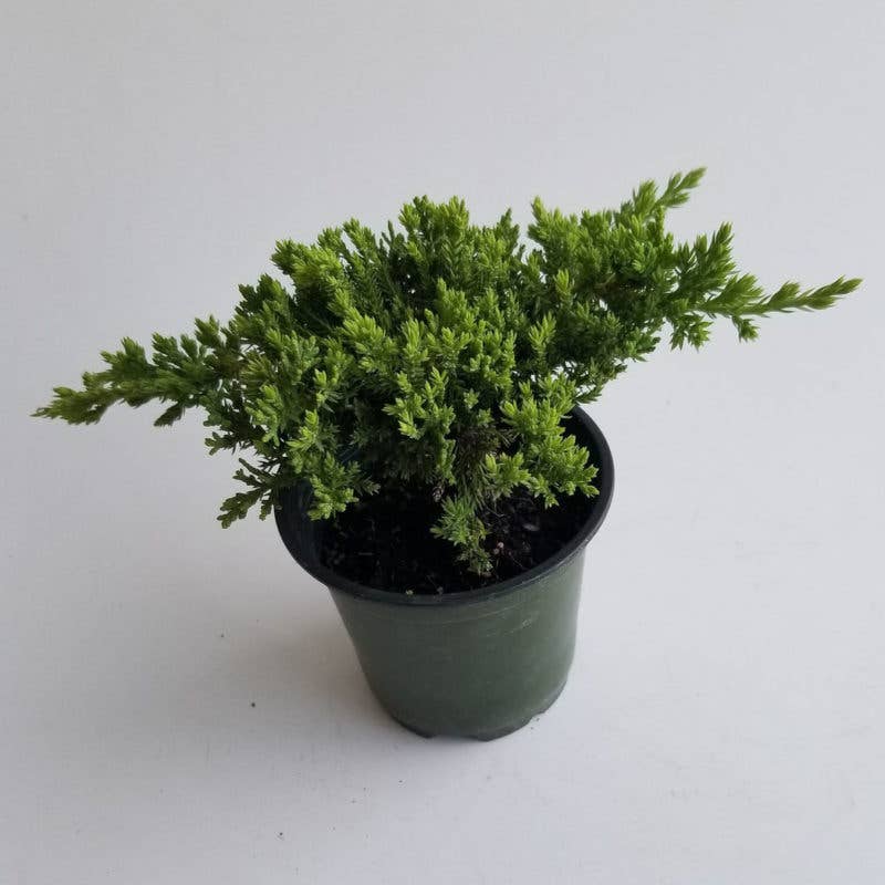 Bonsai Procumbens Nana Live Plant