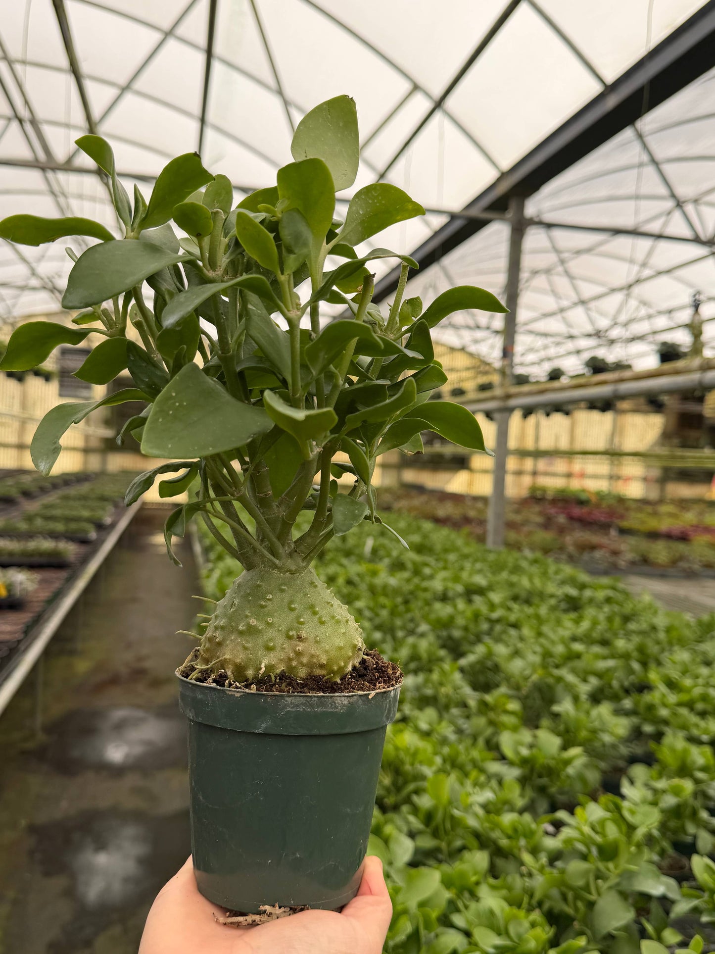 Ant Plant 4" Live Plant