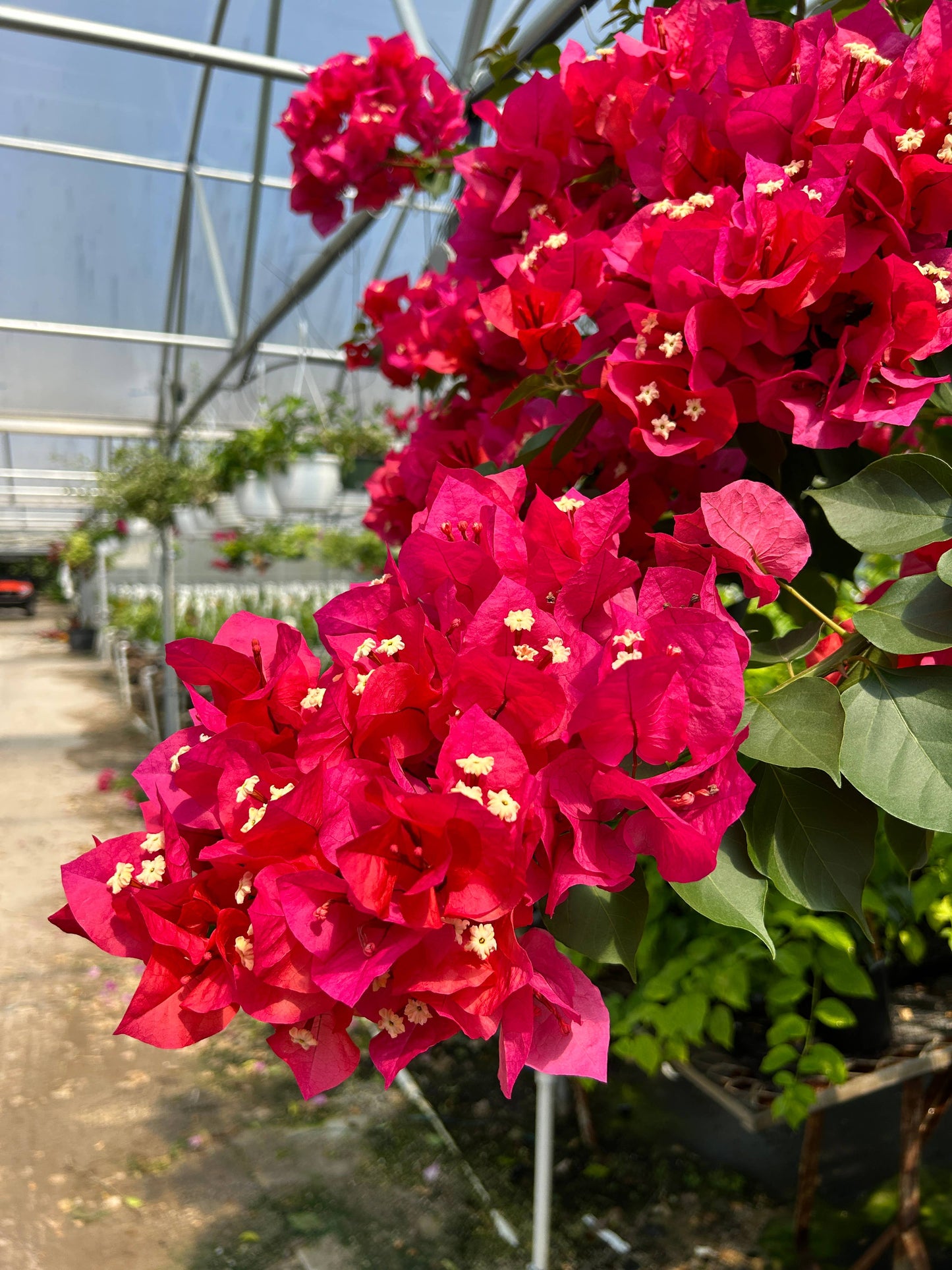 10" Bougainvillea HB
