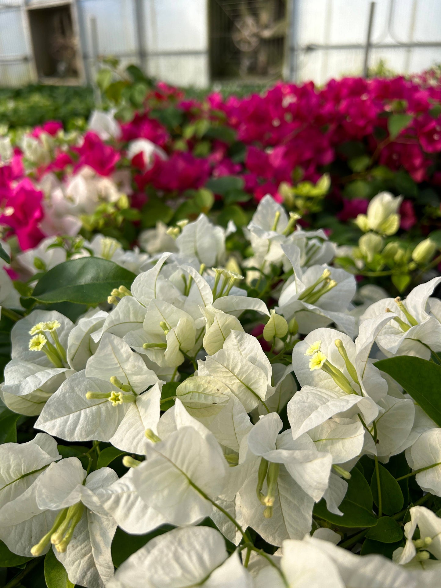 10" Bougainvillea HB
