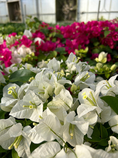 10" Bougainvillea HB