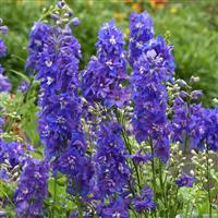 Delphinium Elatum 'Desante Blue' (1 QT.)