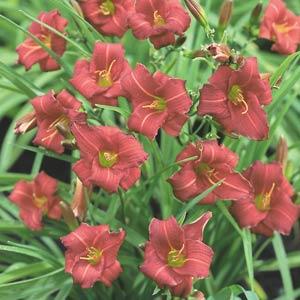 Hemerocallis 'Eenie Fanfare' (1 QT.)