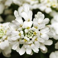 Iberis 'Whiteout' (1 QT.)