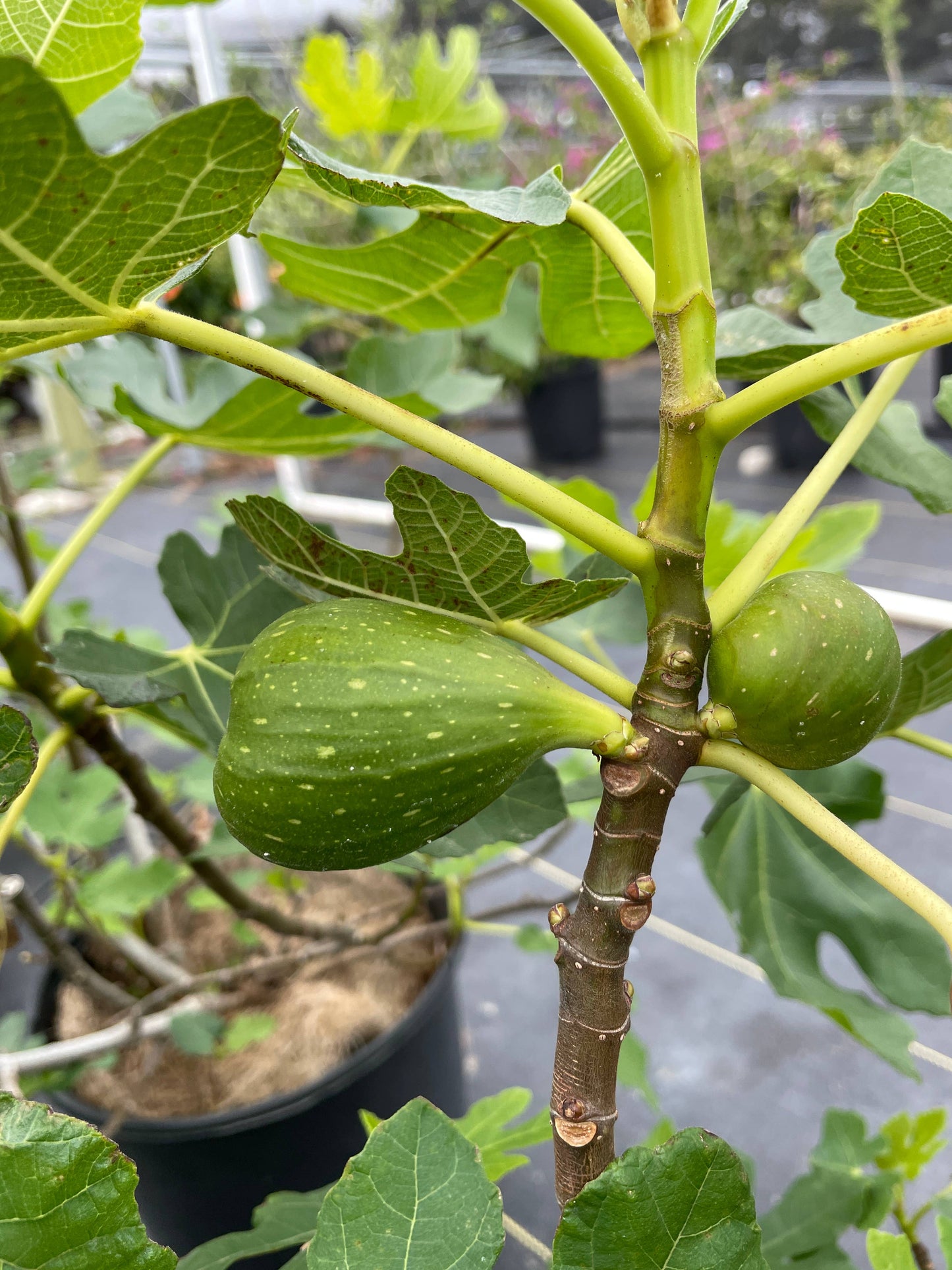 4" Edible Fig (Ficus carica - 'GE Neri')