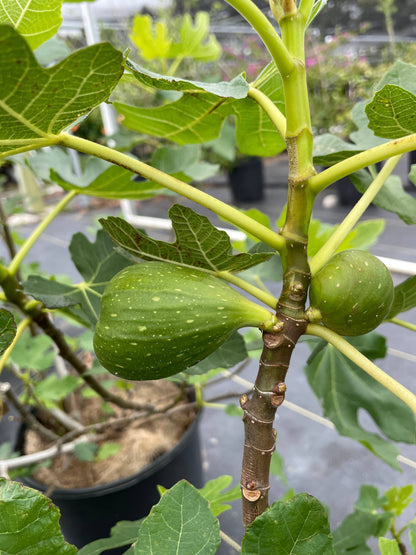 4" Edible Fig (Ficus carica - 'GE Neri')