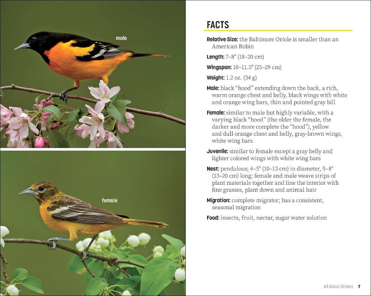 Attracting & Feeding Orioles