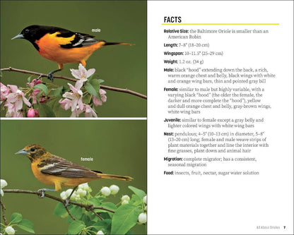Attracting & Feeding Orioles
