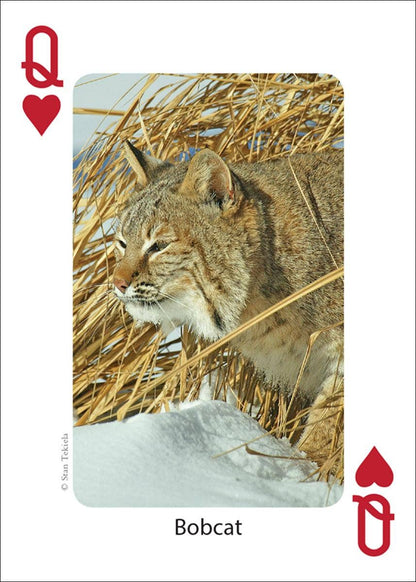 Mammals of Midwest Playing Cards