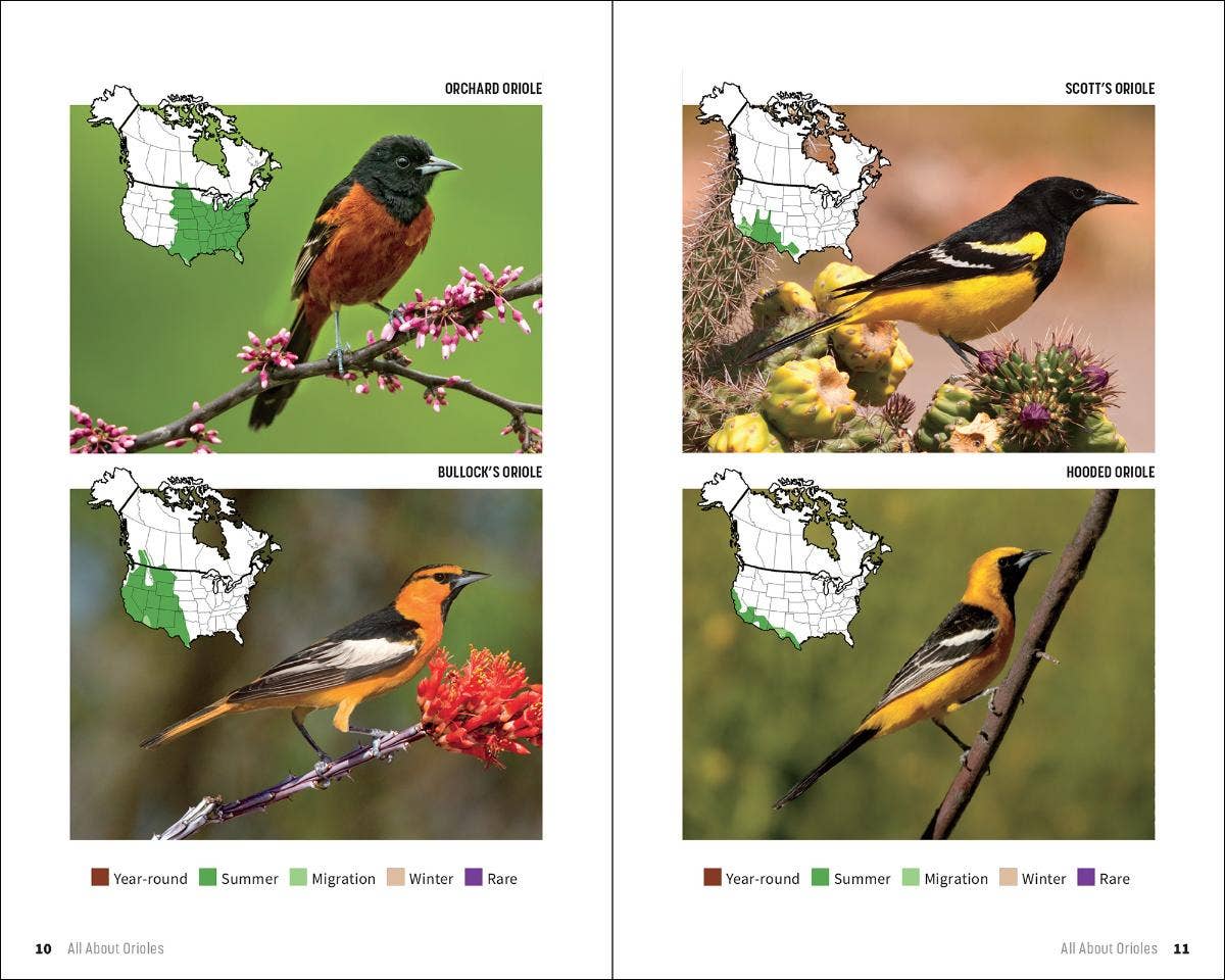 Attracting & Feeding Orioles