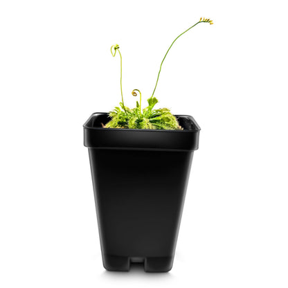 Large Size Spoon-leaved Sundew Plant. 2” Diameter, Drosera Spatulata, Carnivorous Plant