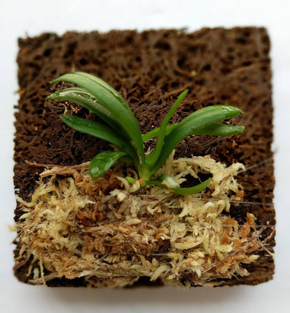 Haraella Retrocalla, Taiwan Fragrant Orchid (香蘭), Miniature Orchid, Easy to Grow