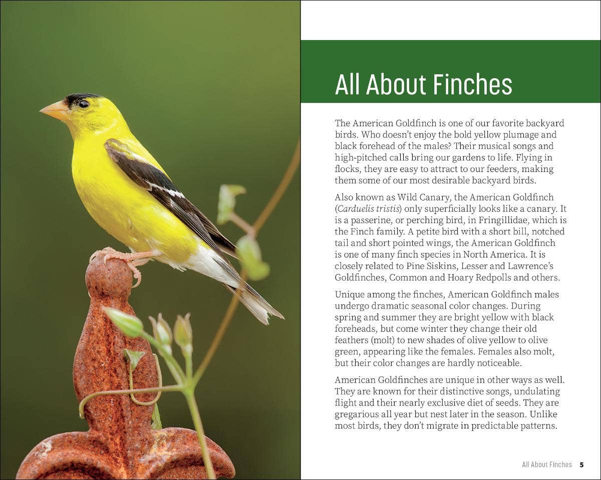 Attracting & Feeding Finches