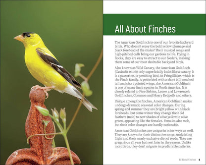 Attracting & Feeding Finches