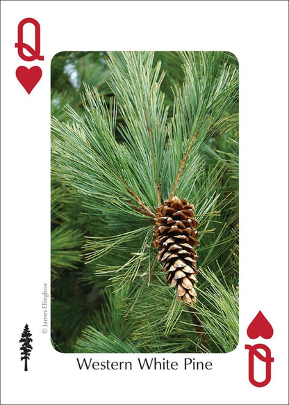 Trees of Northwest Playing Cards