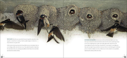 Bird Nests: A Coffee Table Book by Stan Tekeila