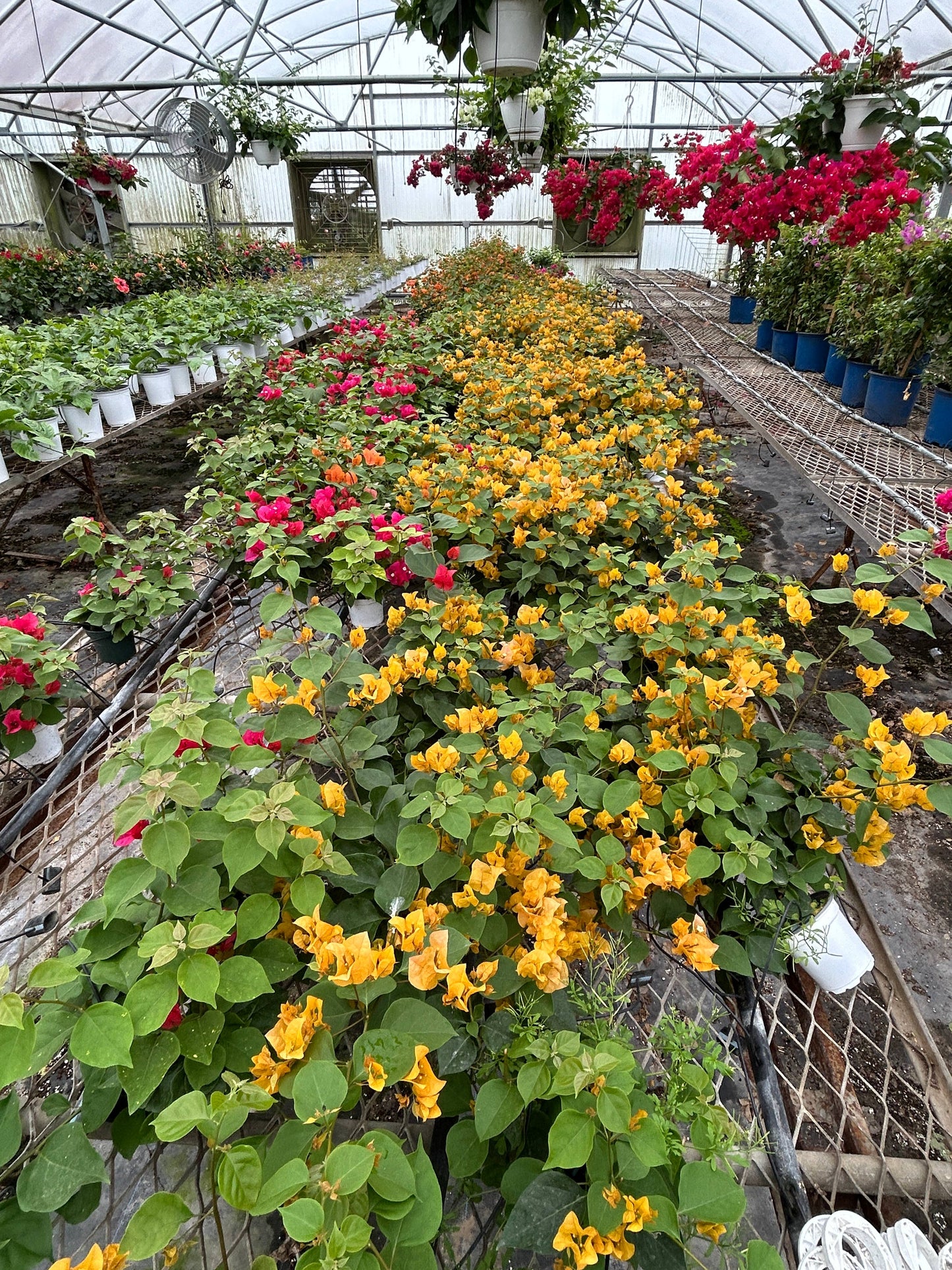 4" Bougainvillea