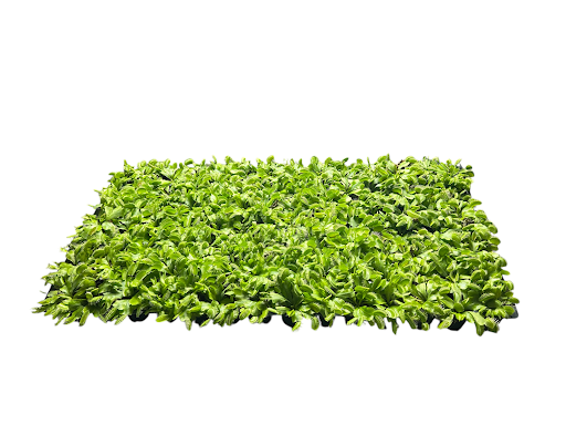98 Cell Pack Venus Fly Traps - Liners