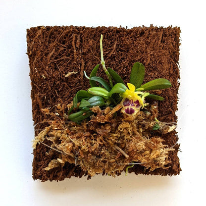 Haraella Retrocalla, Taiwan Fragrant Orchid (香蘭), Miniature Orchid, Easy to Grow