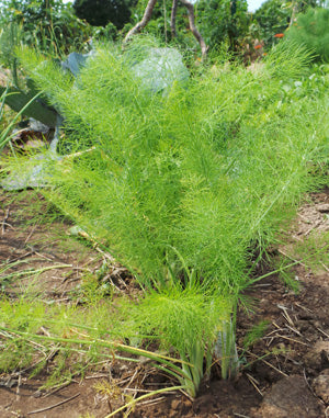 Fennel (Foeniculum Vulgare) (3.5")