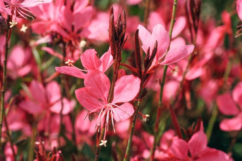 Gaura Lindheimeri 'Belleza Dark Pink' (1 QT.)