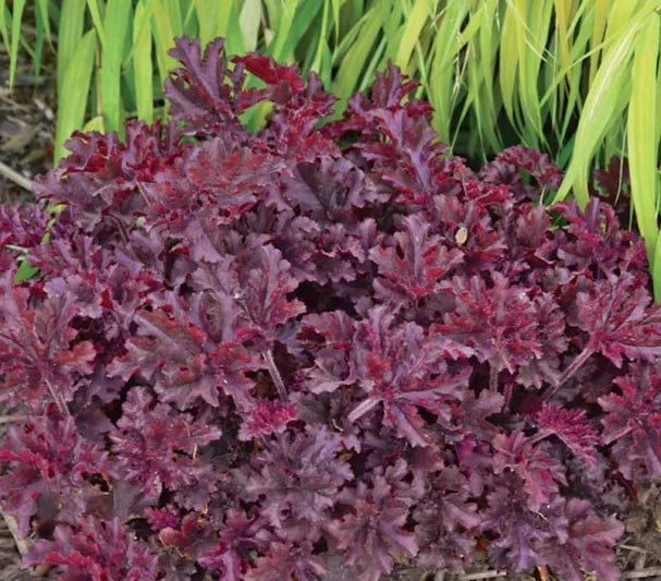 Heuchera 'Melting Fire' (1 QT.)
