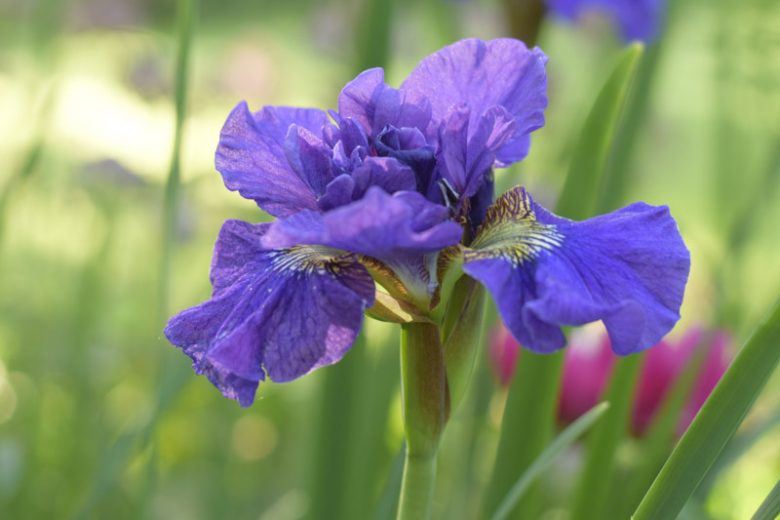 Iris Sibirica 'Concord Crush' (1 QT.)