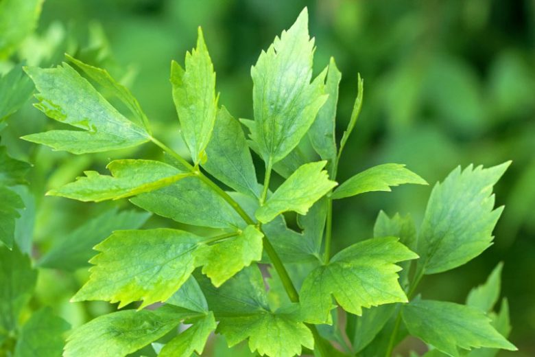 Lovage (Levisticum Officinale) (3.5")