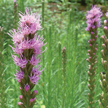 Liatris Spicata (1 QT.)