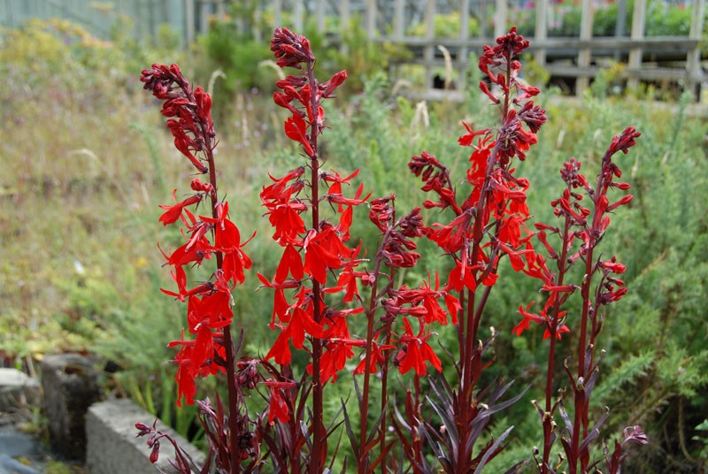 Lobelia Cardinalis 'Queen Victoria' (1 QT.)