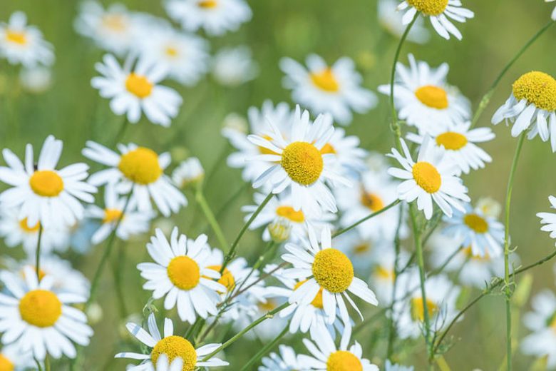 Chamomile (Matricaria Recutita) German (3.5")