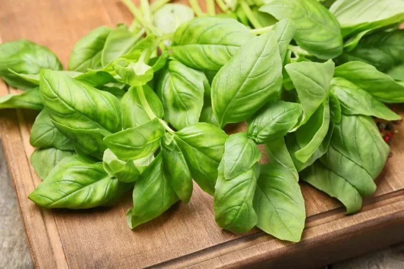 Basil (Ocimum) 'Italian Large Leaf' (3.5")