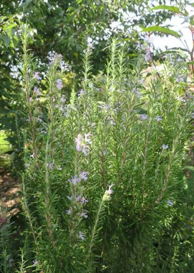 Rosemary 'Barbeque' (3.5")