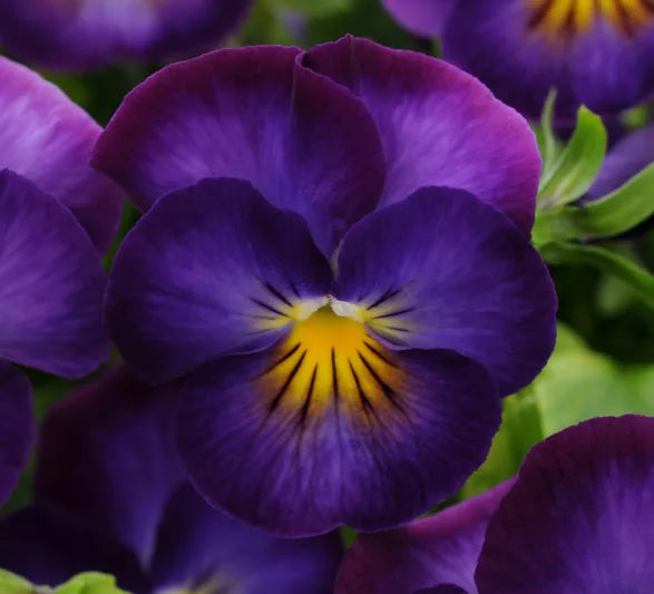 Viola Cornuta 'Halo Violet' (1 QT.)